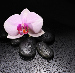 Obraz na płótnie Canvas orchid flower with black stones