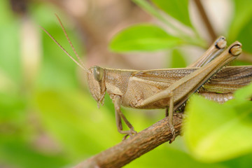 Cavalletta