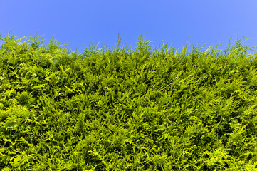 Blickdichte Hecke aus Thujen