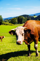 Fototapeta na wymiar Szczęśliwe krowy na łąki alpejskie