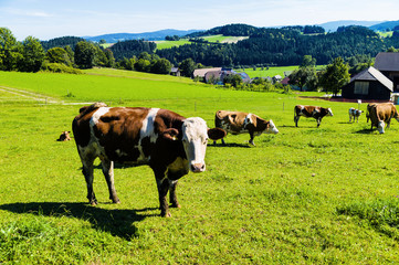 Kuh auf einer Weide