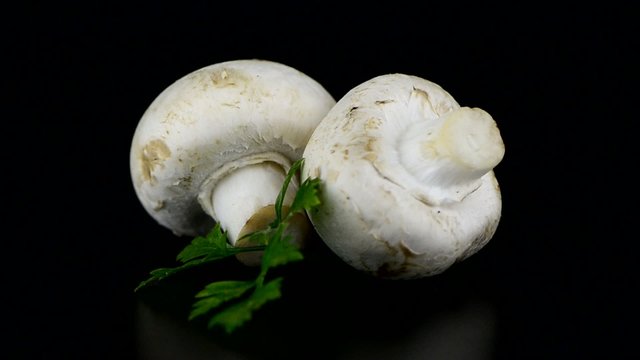 Champignon mushroom white agaricus with parsley