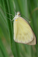 Ascia monuste linnaeus