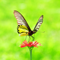 Golden Birdwing Butterfly insect sucking Zinnia flower nectar