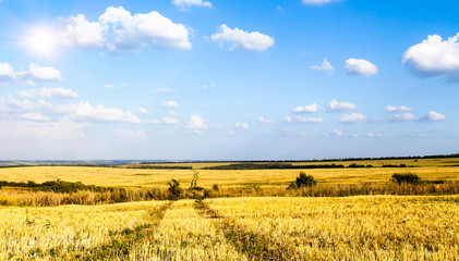 Spring wheat field with a dirt road