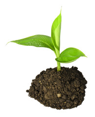 Lady finger banana plant