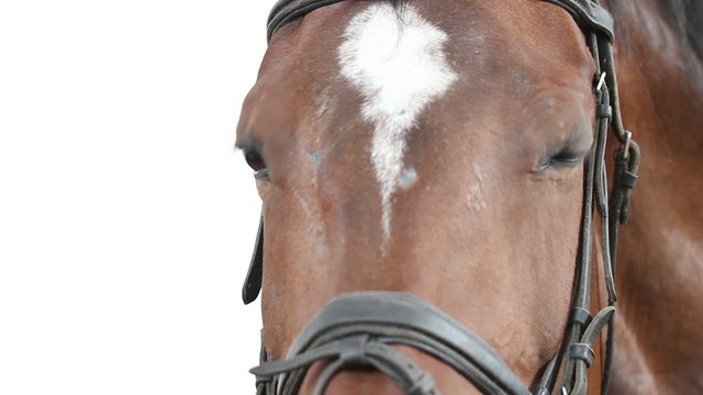 horse face. close-up.