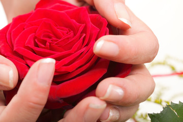 Woman hands with rose petals