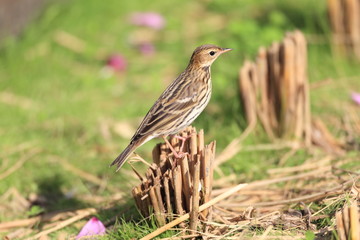 セジロタヒバリ