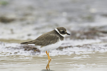 ハジロコチドリ