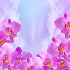 Orchid and stars