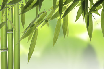 Bamboo leaves