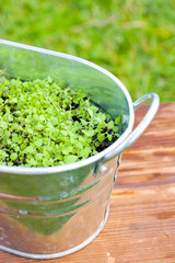 Пряные травы растут в металлическом горшке