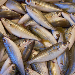 bogue fish catch for sale, natural background