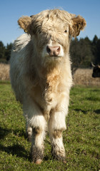 Highlandrind-Kälbchen auf der Herbstweide