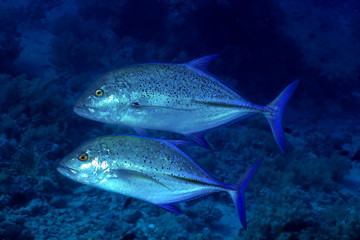 Fototapeta na wymiar Dwa błękitnopłetwy trevally w Morzu Czerwonym w Egipcie.