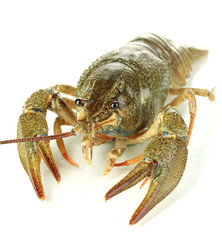 Alive crayfish on white background close-up