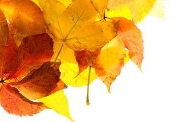 Naklejka na ściany i meble Jasne liści jesienią, odizolowane na białym
