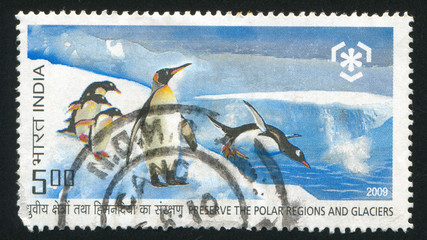 Obraz premium penguins