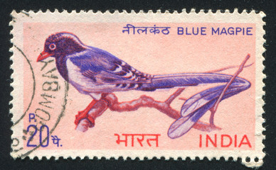 Redbilled Blue Magpie