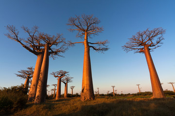 Baobab alley, Madagascar 
