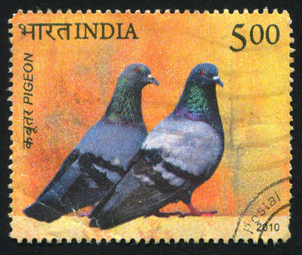 Two Pigeons