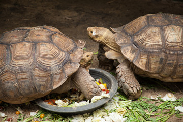 Large turtle