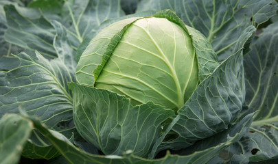 Obraz premium Young green head of cabbage
