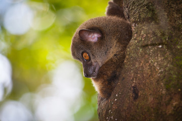 Lemur, Madagascar