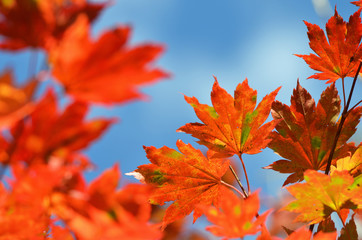 Autumn, maple leaves