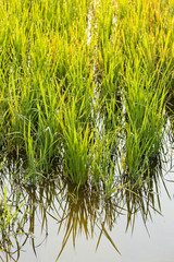 rice field near Tornaco, Piedmont, Italy