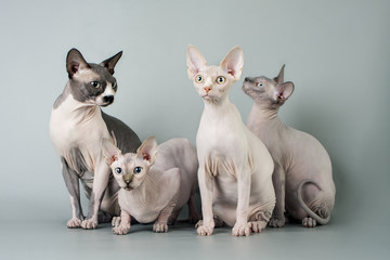 Family sphynx
