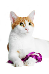 red and white cat with purple ribbon isolated
