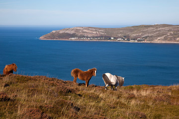 Wild Welsh Ponies