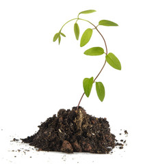 Seedling on white background