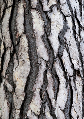 Bark of cedar tree in the forest