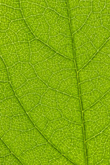 leaf macro shot, shallow DOF