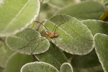 Araignée