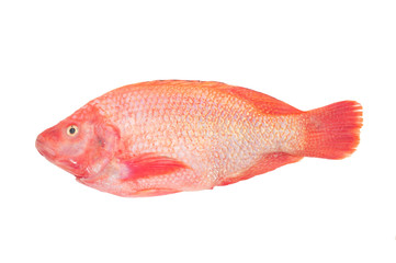 Red Tilapia Fish Isolated On White Background