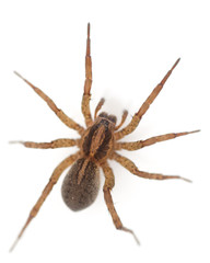 Live spider isolated on white background with shadow