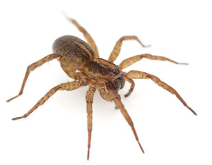 Live spider isolated on white background with shadow