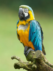 Close-up of a macaw parrot