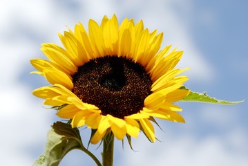 Obraz premium einzelne Sonnenblume und Himmel