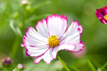 Obraz premium ピンクのコスモス