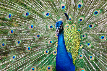 Obraz premium Peacock raise his feathers