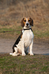 Tri-colored beagle puppy