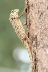 Fototapeta premium Iguana on Tree