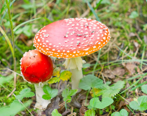 Mushrooms in autumn forest
