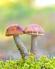 Mushrooms in autumn forest