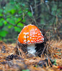 Fly-agaric in the forest